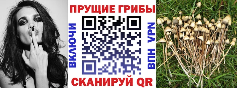Псилоцибиновые грибы Psilocybe  купить наркотики сайты  Геленджик 